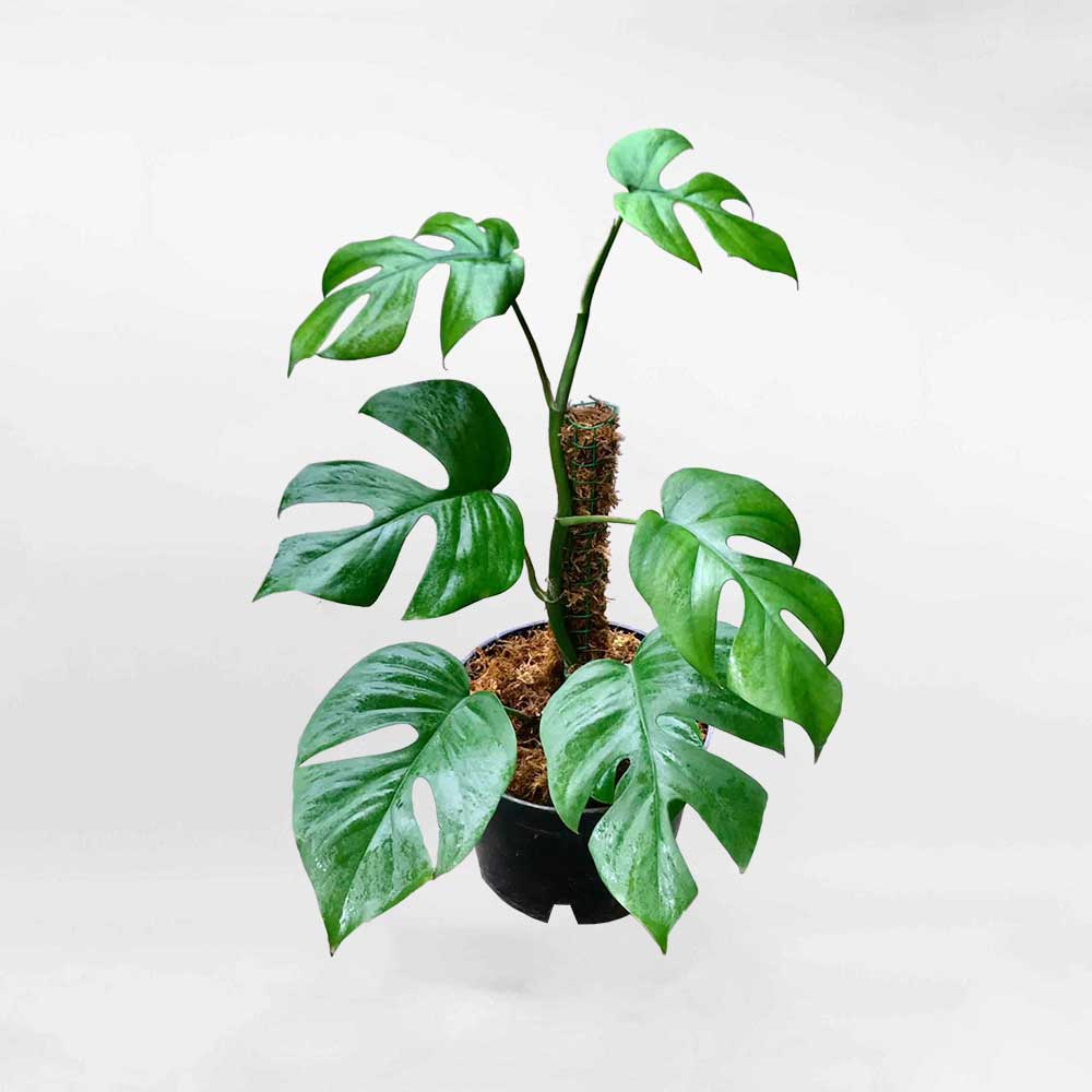 Cây Mini Monstera Thái Rhaphidophora Tetrasperma