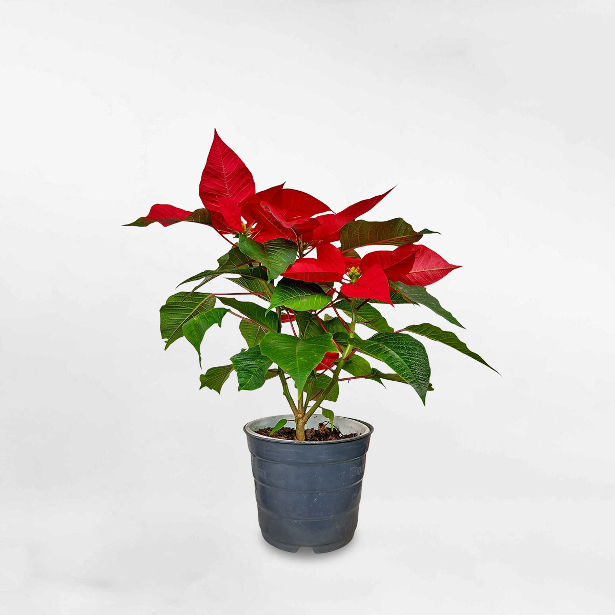 Cây Trạng Nguyên Euphorbia Pulcherrima