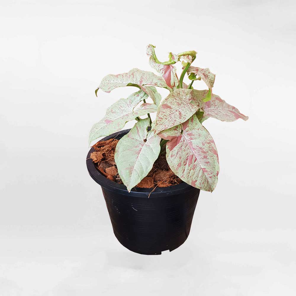 Cây Tróc Bạc Syngonium Milk Confetti