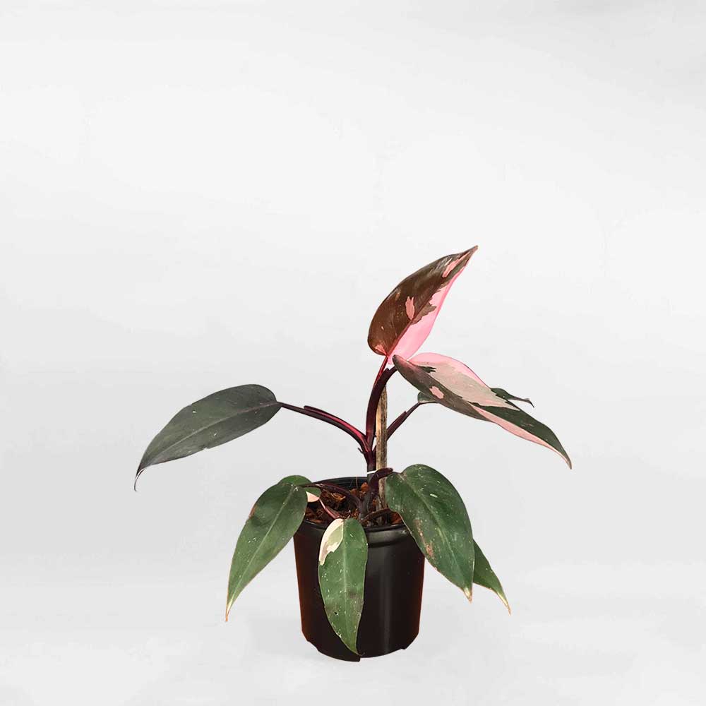 Cây Công Chúa Hồng Philodendron Pink Princess