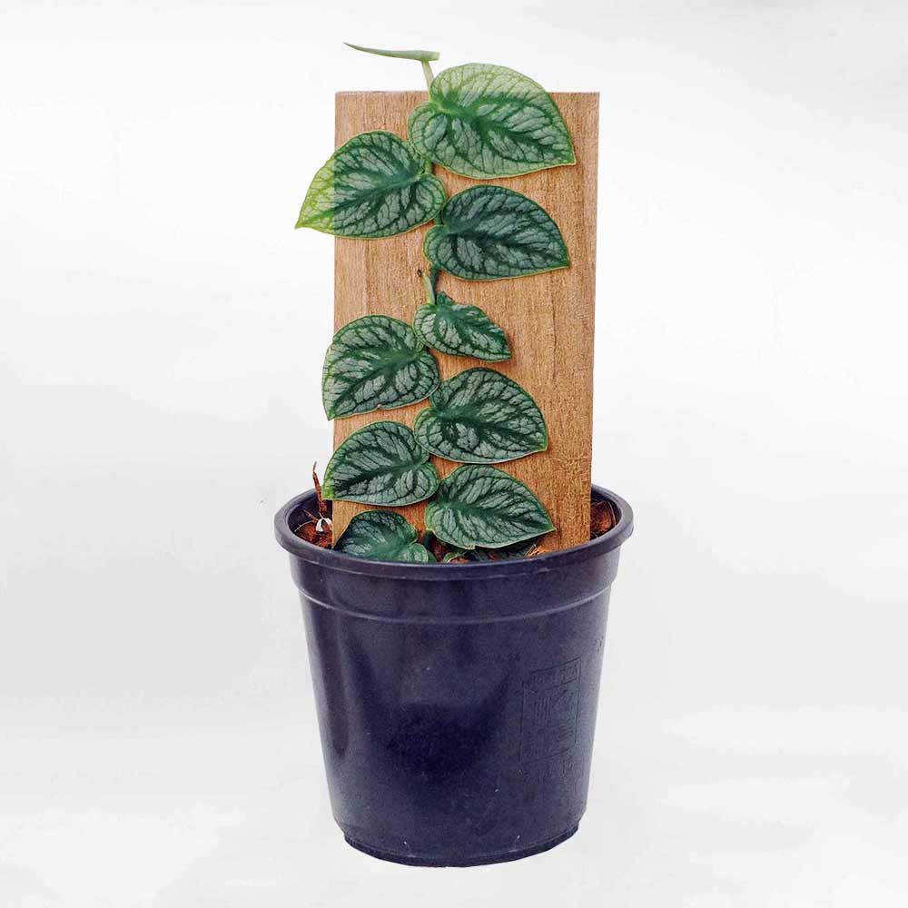 Cây Trầu Bà Monstera Dubia
