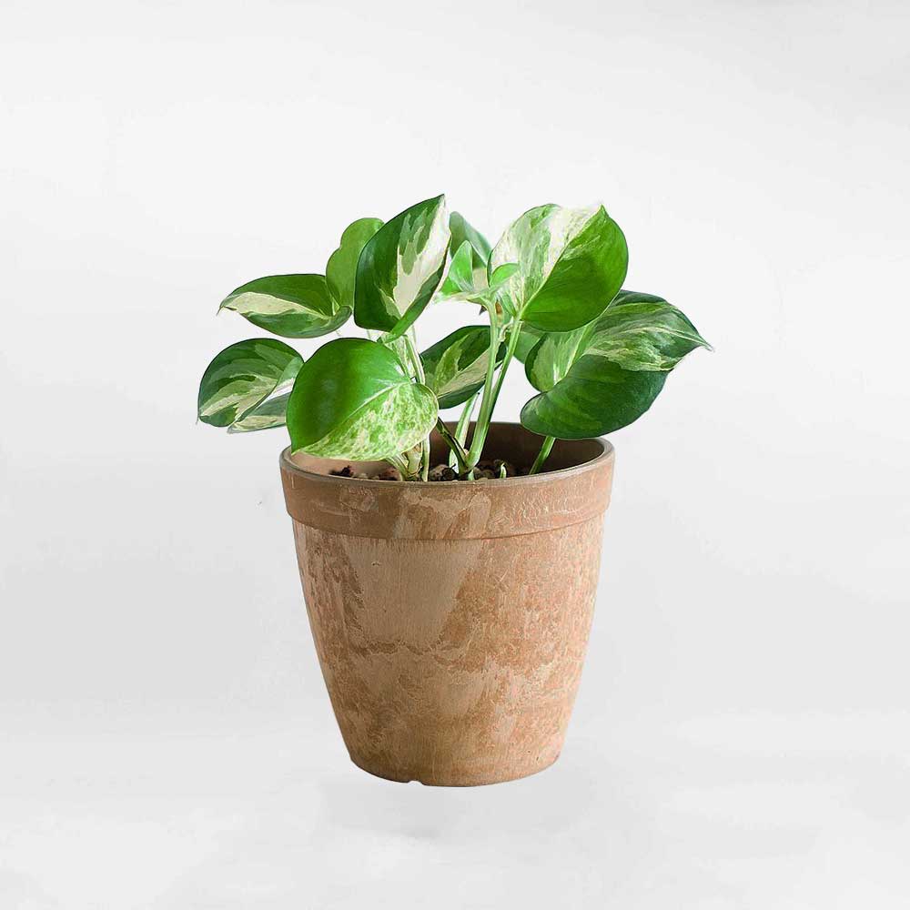 Cây Trầu Bà Epipremnum Manjula