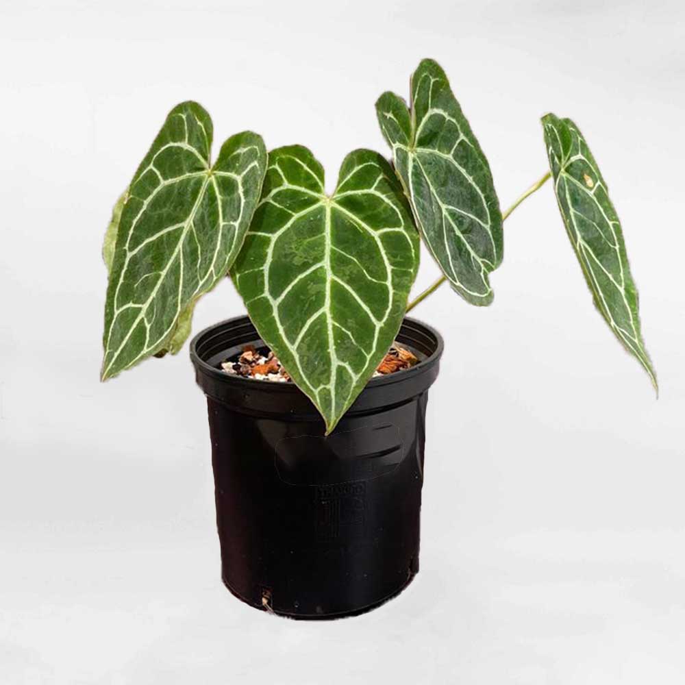 Cây Hồng Môn Anthurium Crystallinum