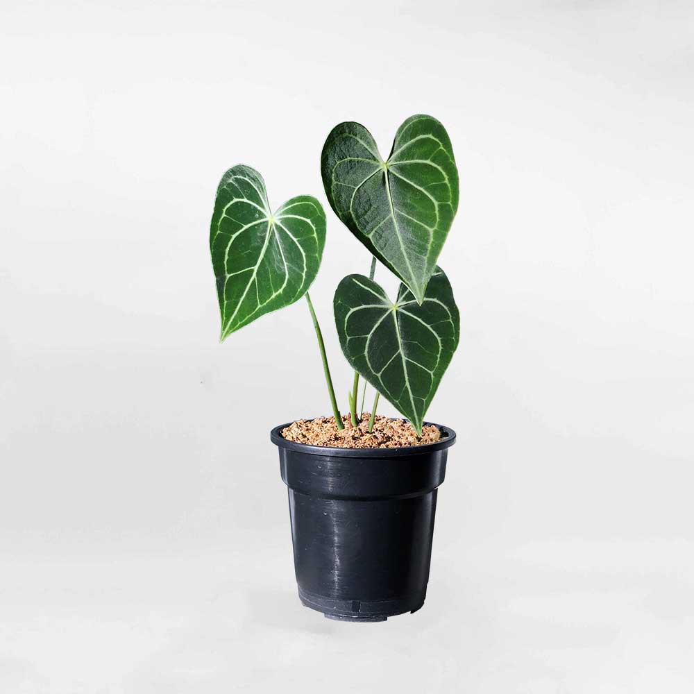 Cây Hồng Môn Anthurium Clarinervium