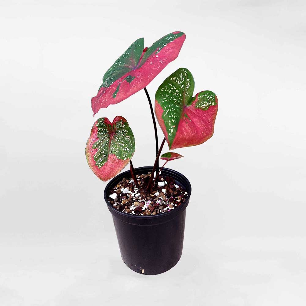 Cây Môn Caladium Red Baret