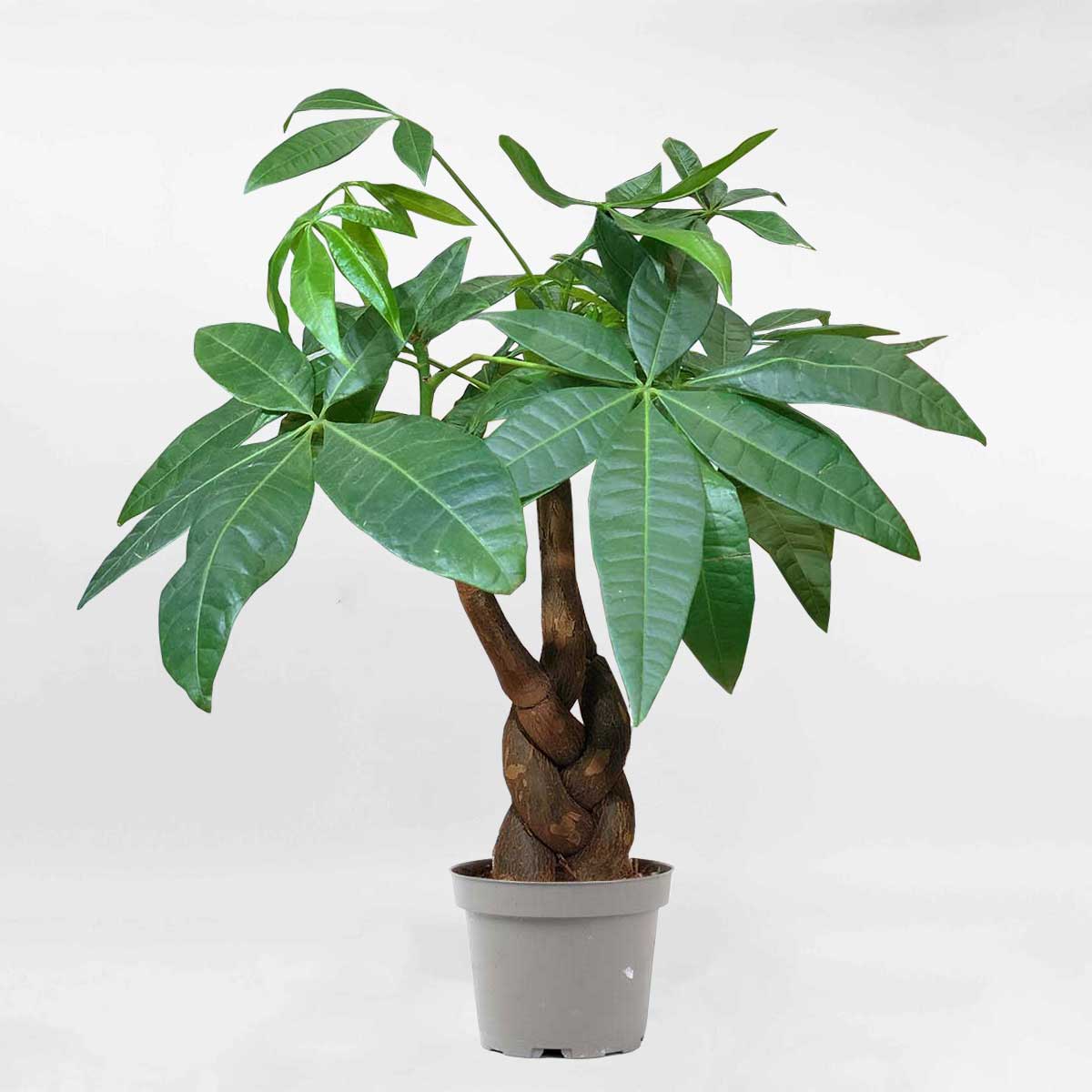 Cây kim ngân bính nhỏ chậu ươm LONI004