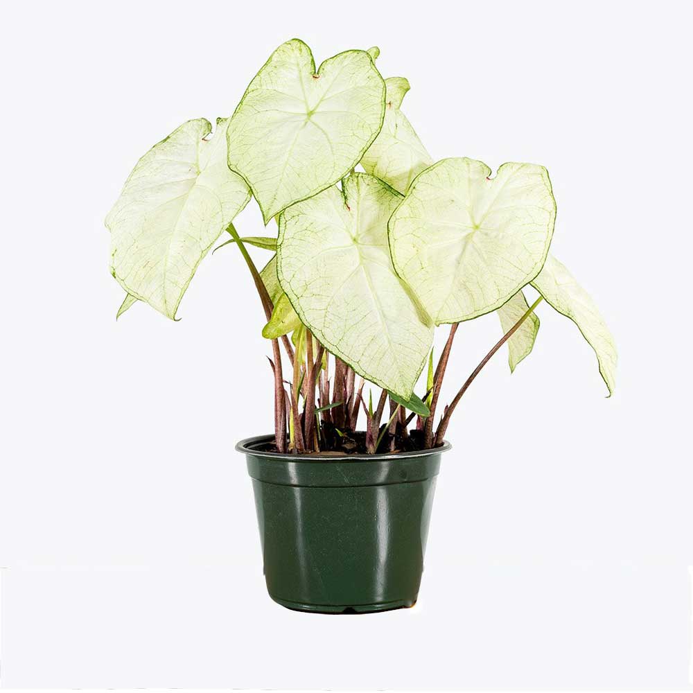 Cây Môn Caladium Moon Light