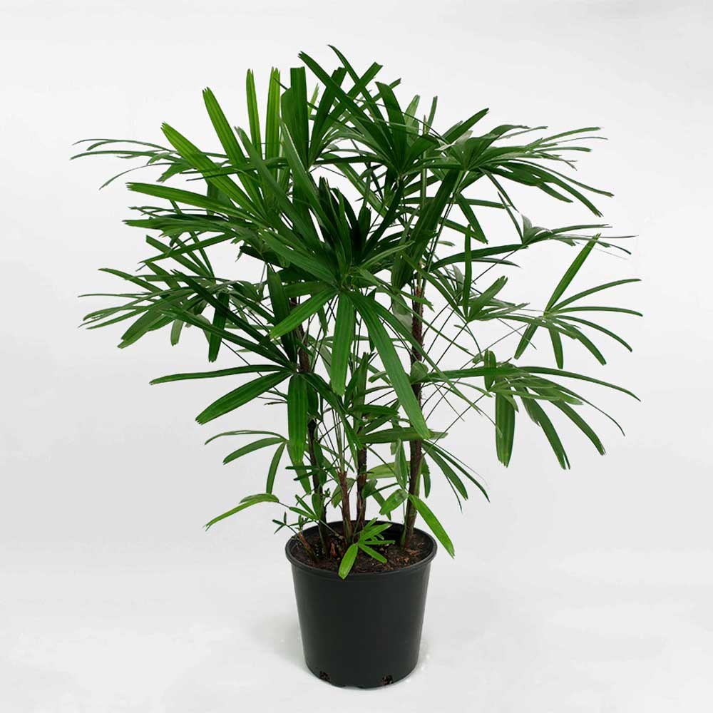 Cây Trúc Mây Rhapis Palm