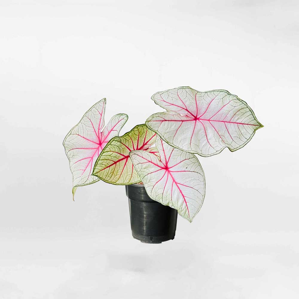 Cây Môn Caladium White Queen