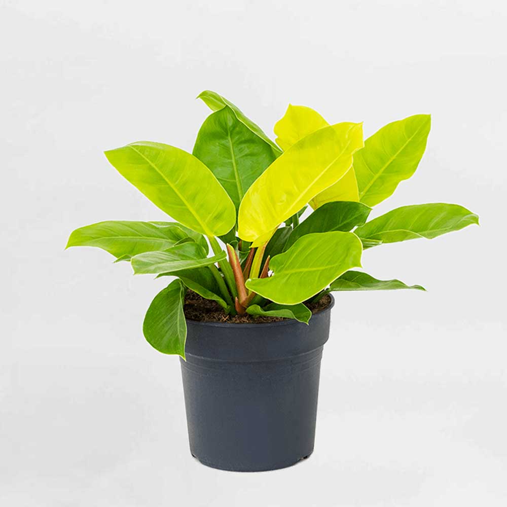 Cây Trầu Bà Đế Vương Vàng Philodendron Imperial Golden