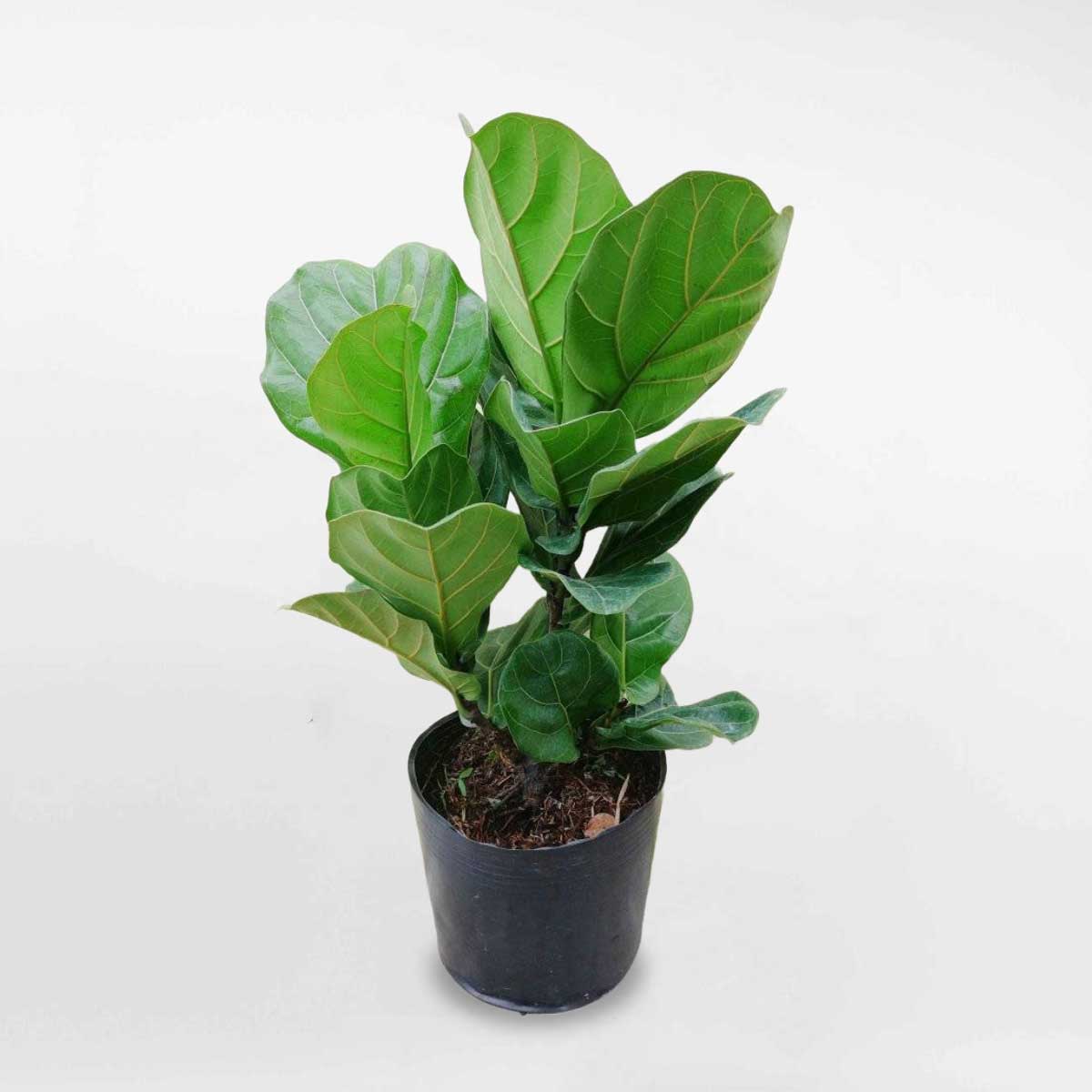 Cây bàng Singapore 2 nhánh cao 80cm chậu ươm LYRA002