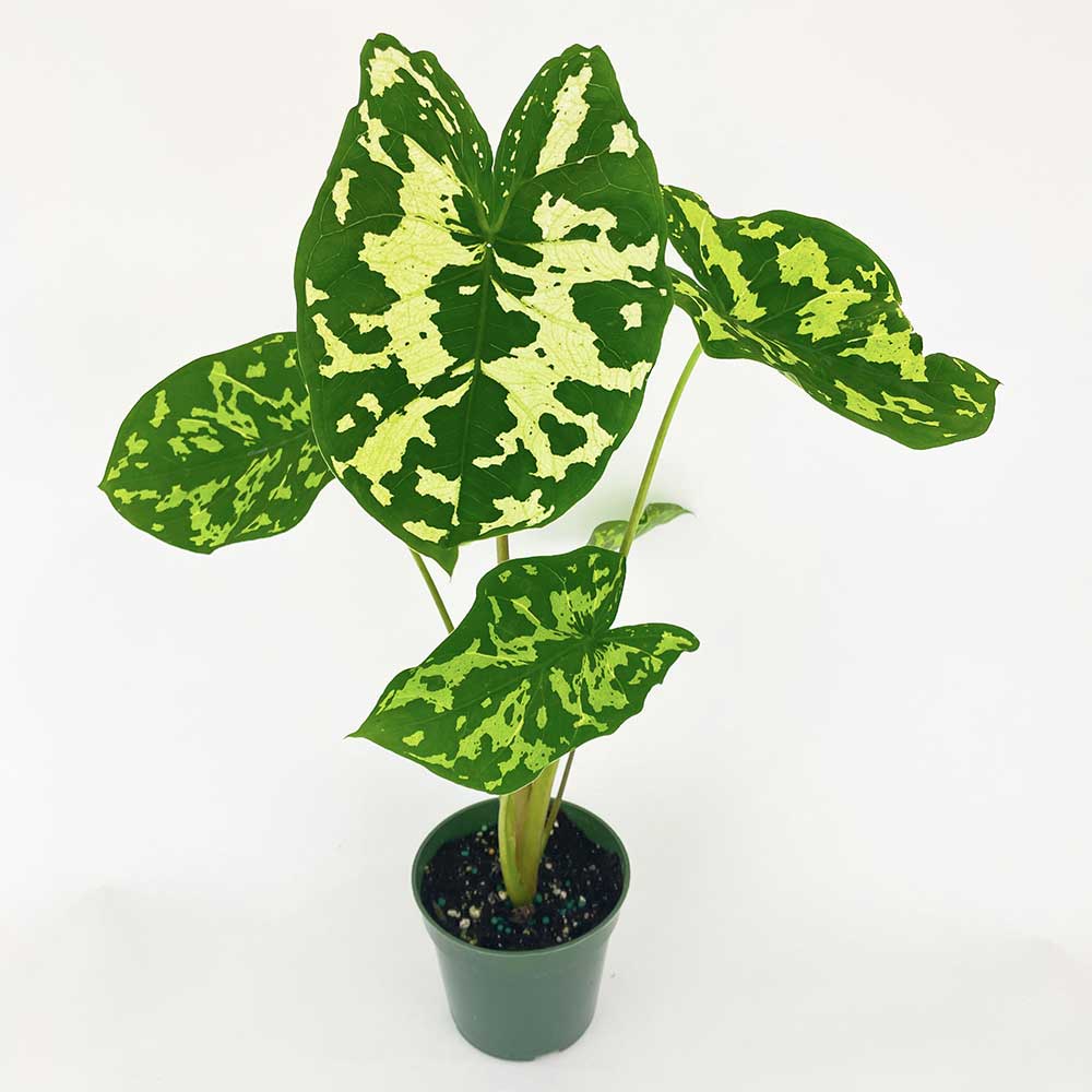 Cây Môn Caladium Hilo Beauty