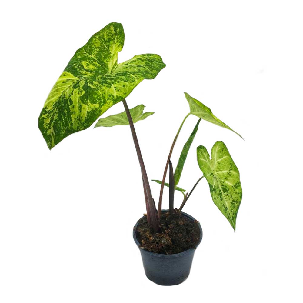 Cây Môn Caladium Frog In A Blender