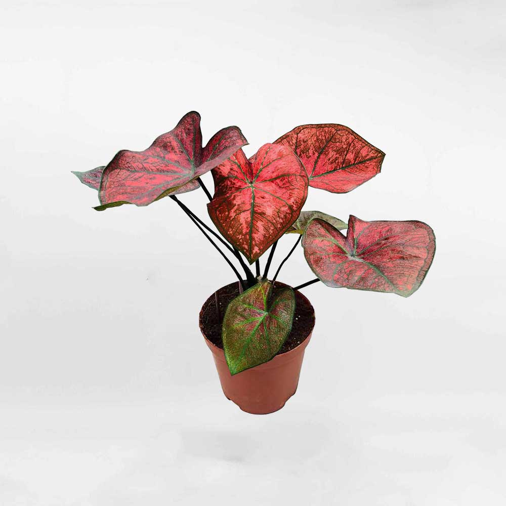Cây Môn Caladium Danasty – Môn Đỏ