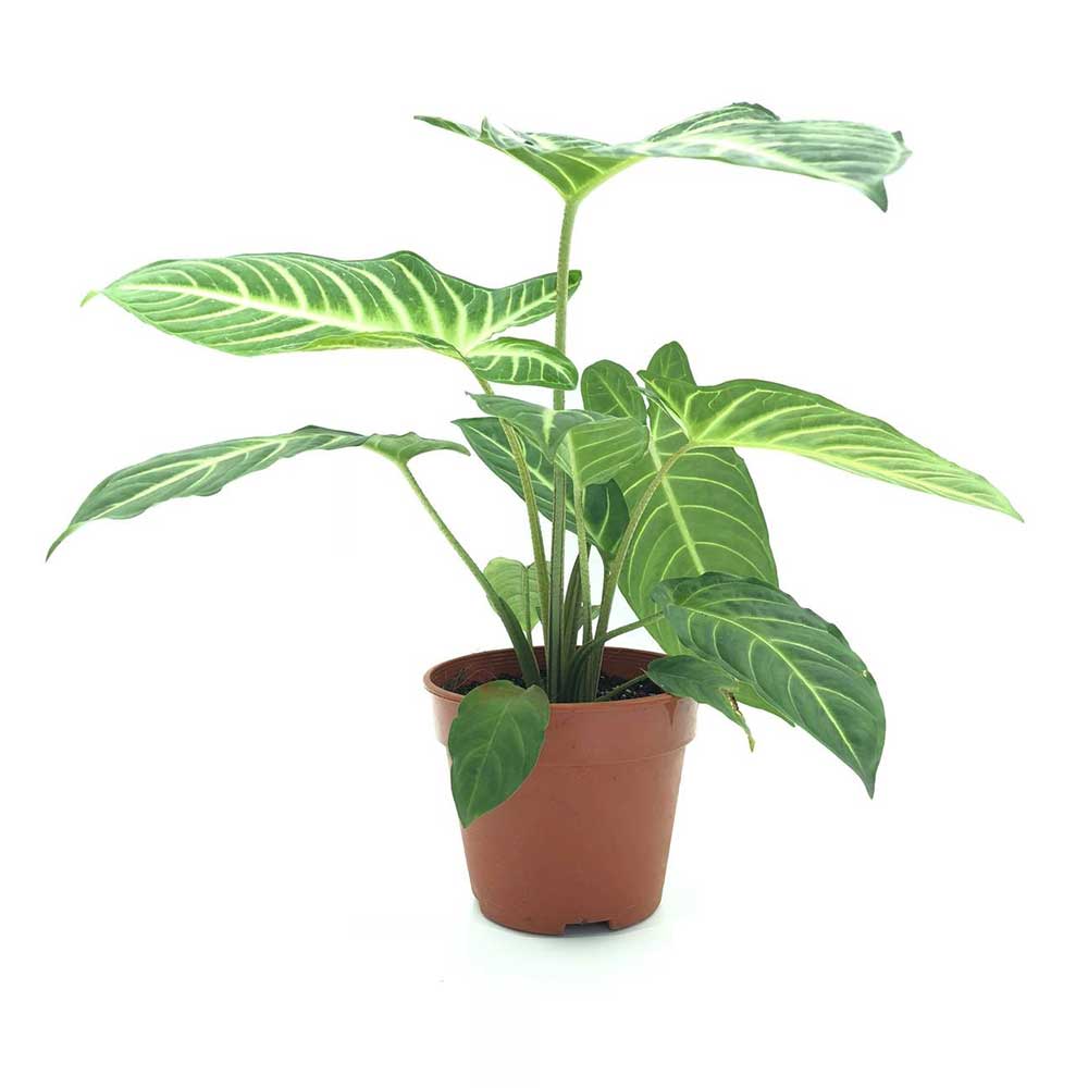 Cây Môn Caladium Lindenii – Cánh Thiên Thần