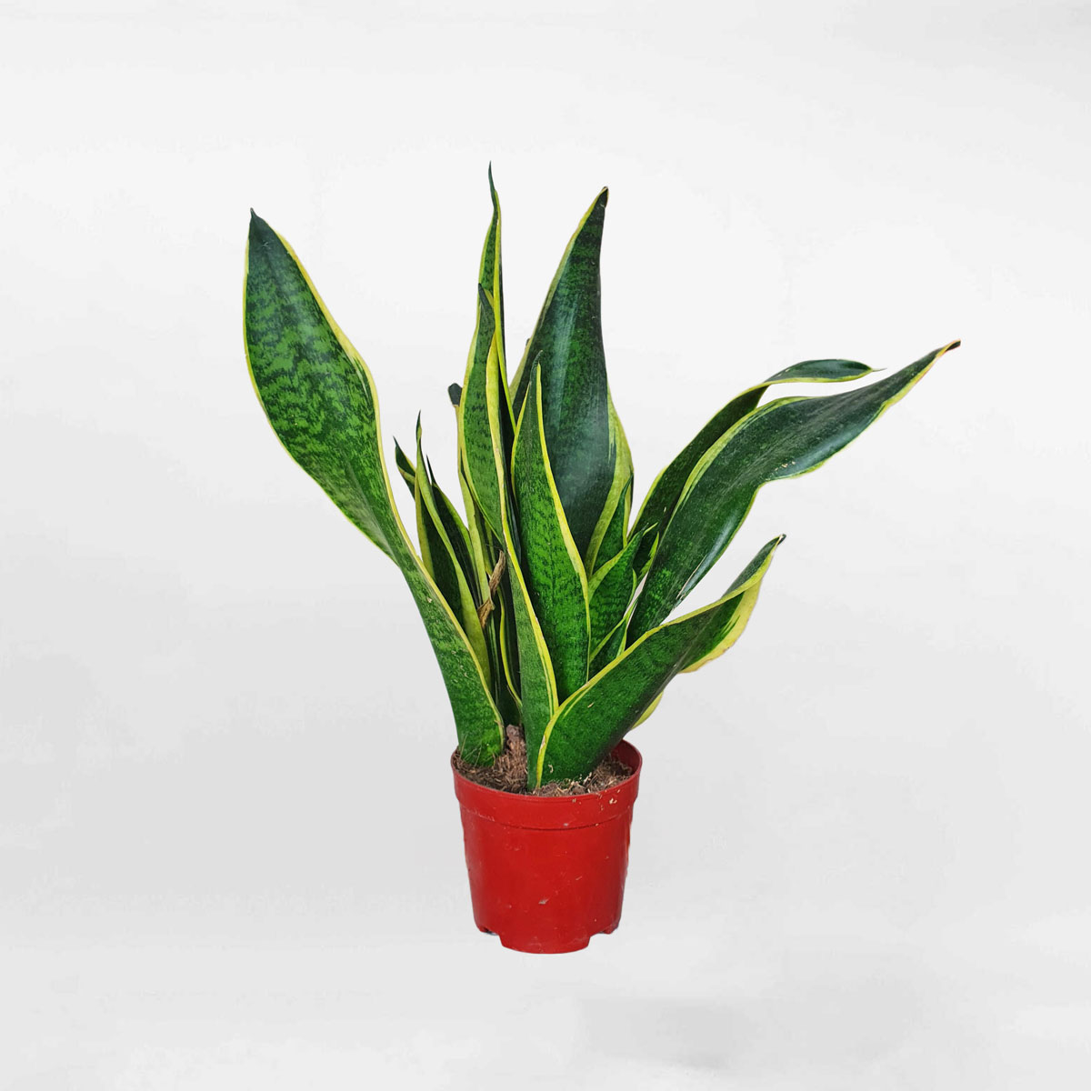 Cây lưỡi hổ thái Sansevieria ‘Superba’ SANS001