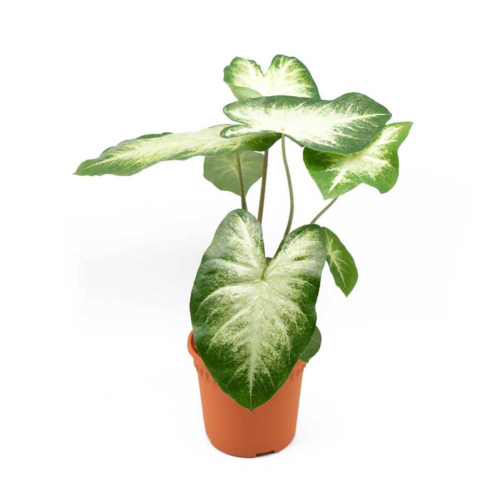 Cây Môn Caladium Aaron