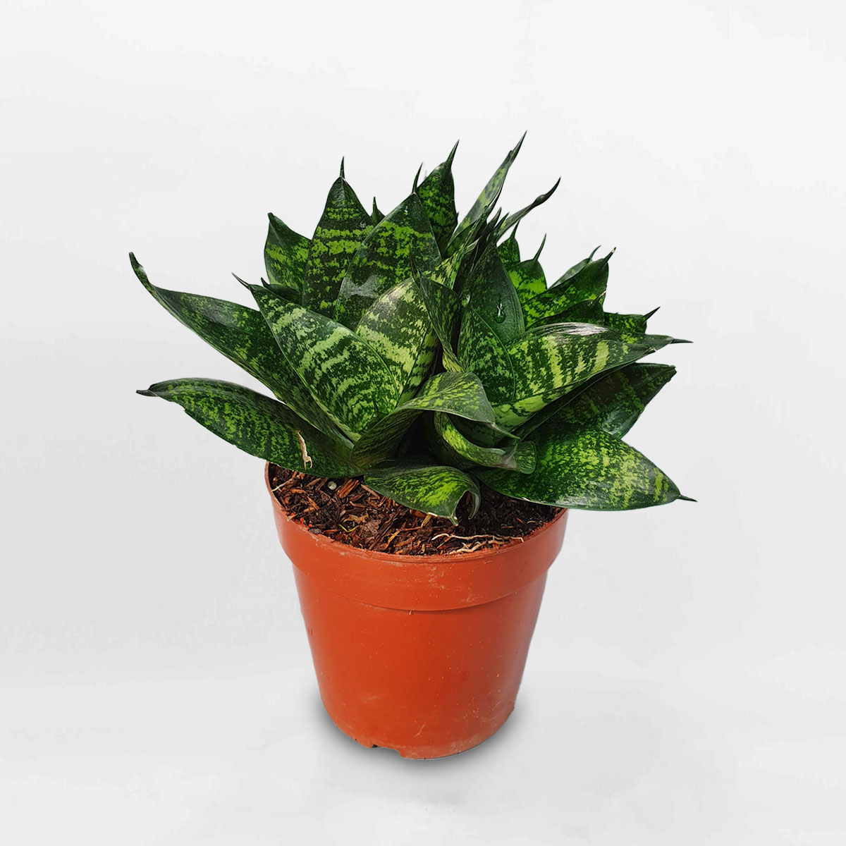 Cây lưỡi mèo Thái xanh ‘Hahnii Green’ chậu ươm SANS701
