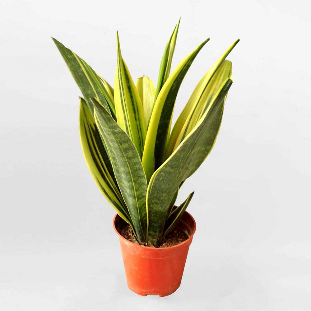 Cây Lưỡi Hổ Hoàng Kim Sansevieria trifasciata Gold Flame