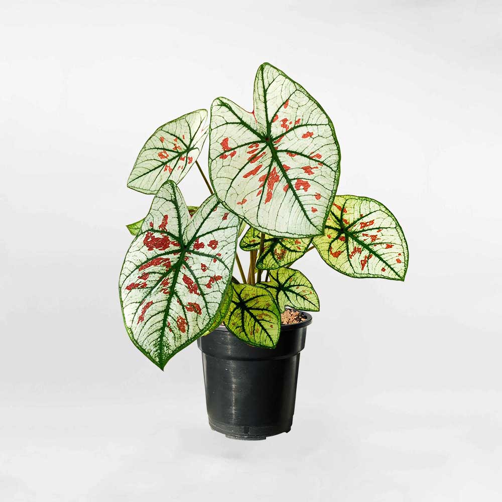 Cây Môn Dâu Caladium Strawberry Star