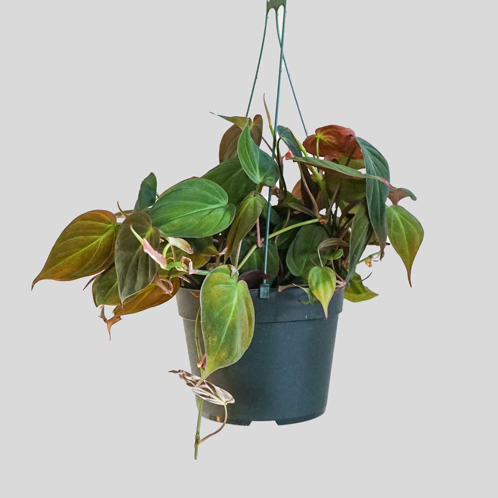 Cây Trầu Bà Tim Nâu Philodendron hederaceum Micans