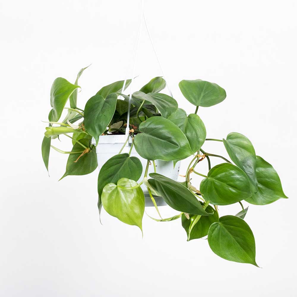 Cây Trầu Bà Tim Xanh Philodendron scandens