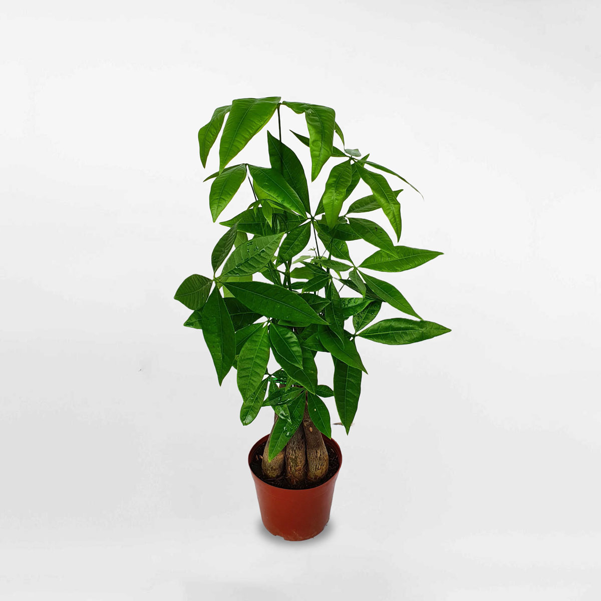 Cây kim ngân 3 thân để bàn chậu ươm LONI002