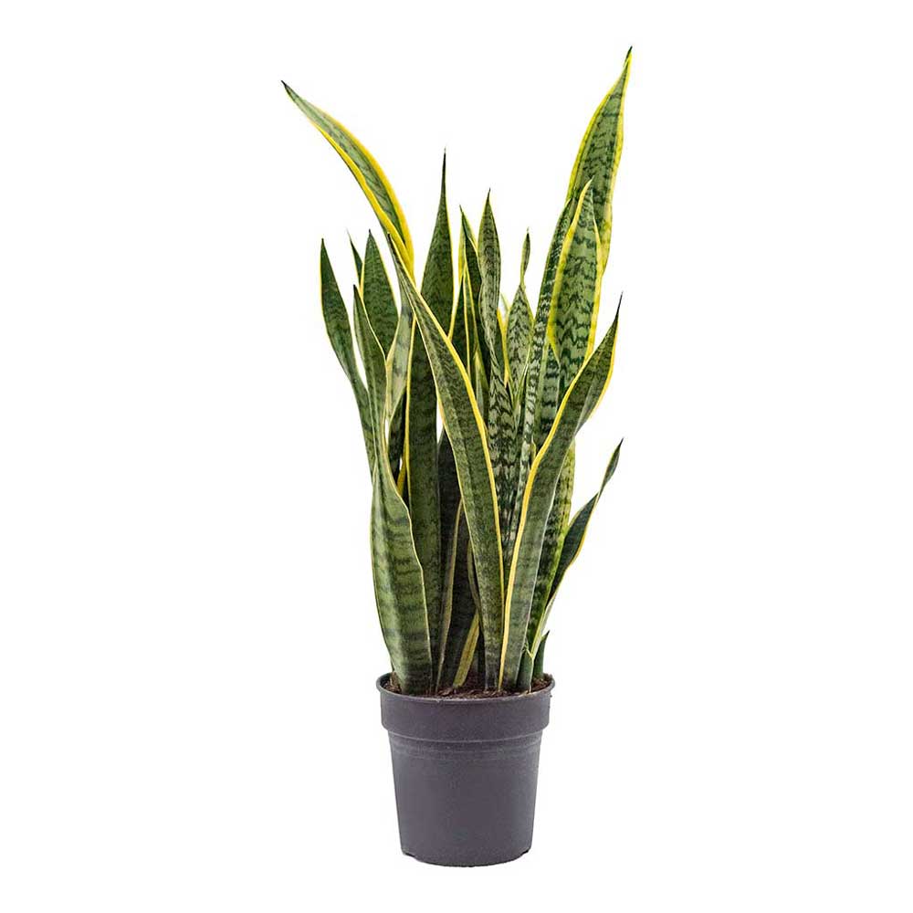 Cây Lưỡi Hổ Vàng Dài Sansevieria trifasciata Laurentii
