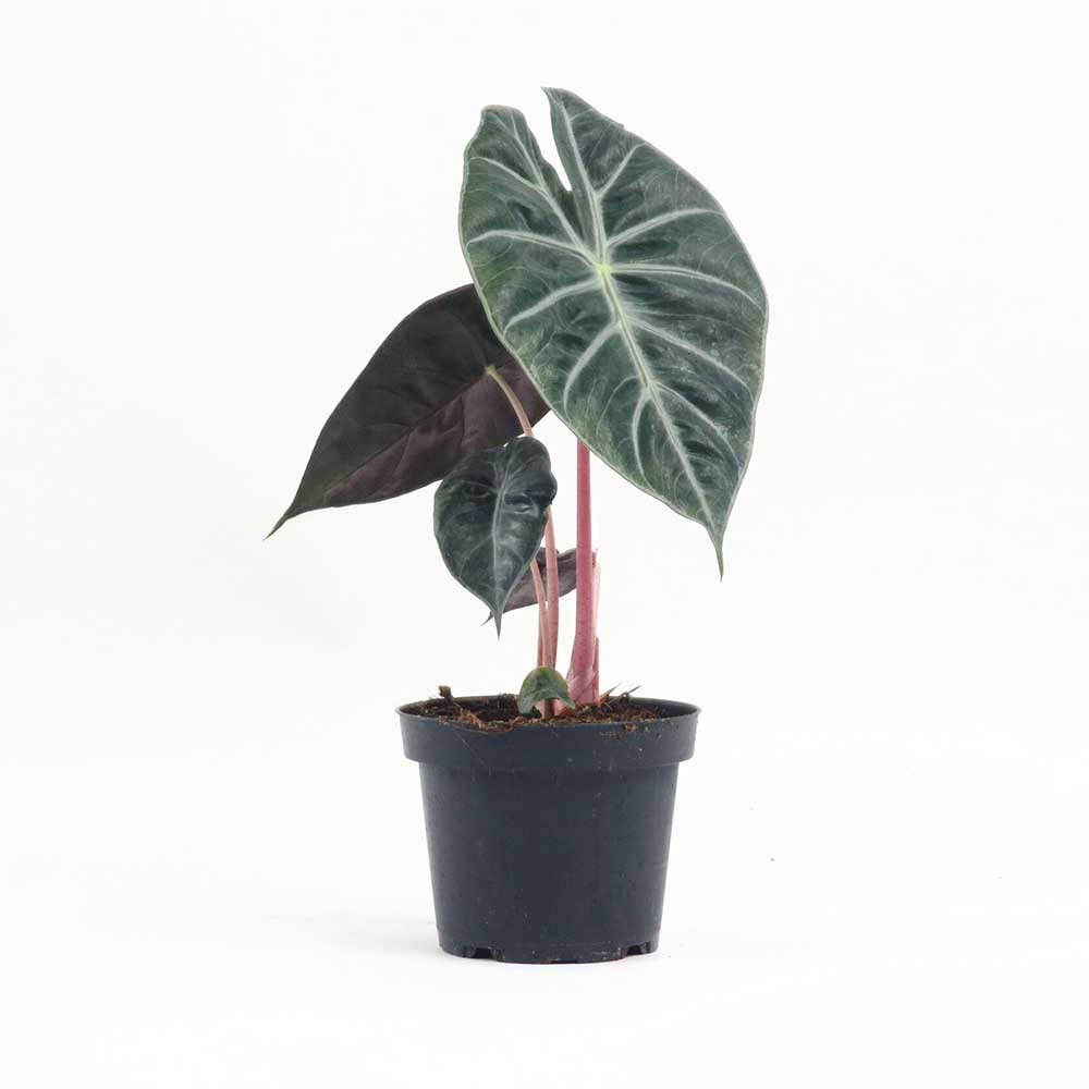 Cây Môn Rồng Hồng Alocasia Pink Dragon