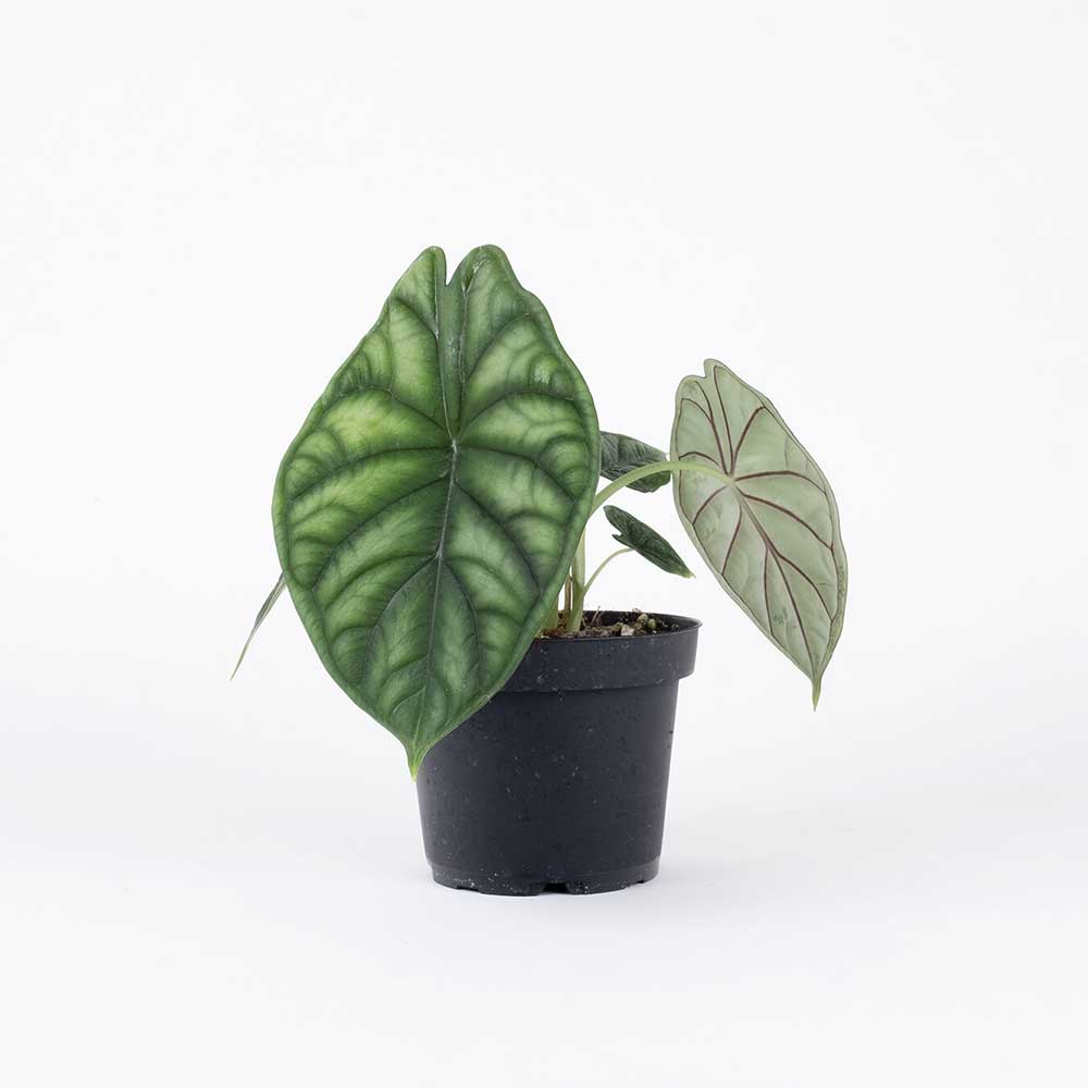 Cây Môn Rồng Xanh Alocasia Baginda Dragon Scale