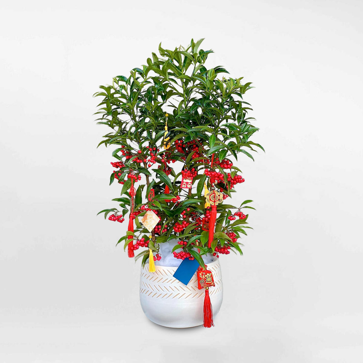 Cây kim ngân lượng chậu sứ trang trí tết CKNL007