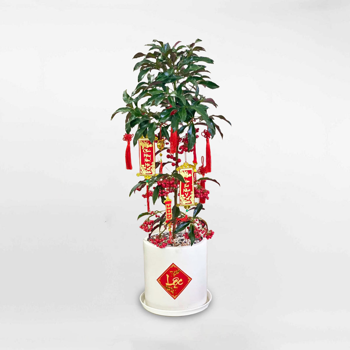 Cây kim ngân lượng chậu sứ trang trí tết CKNL006