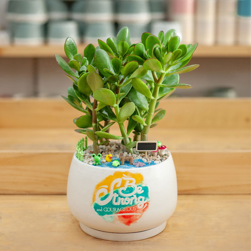 Cây Ngọc Bích Để Bàn