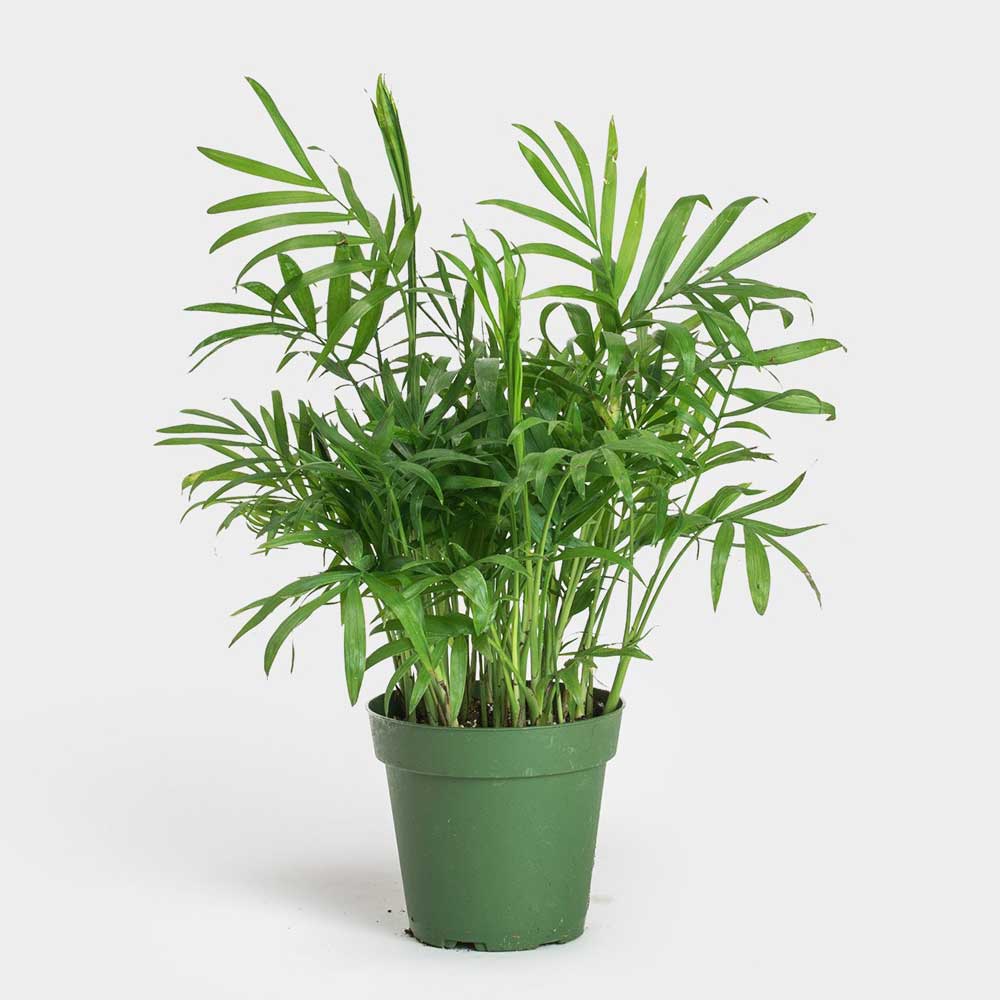 Cây cau tiểu trâm mini để bàn chậu ươm CHAM001