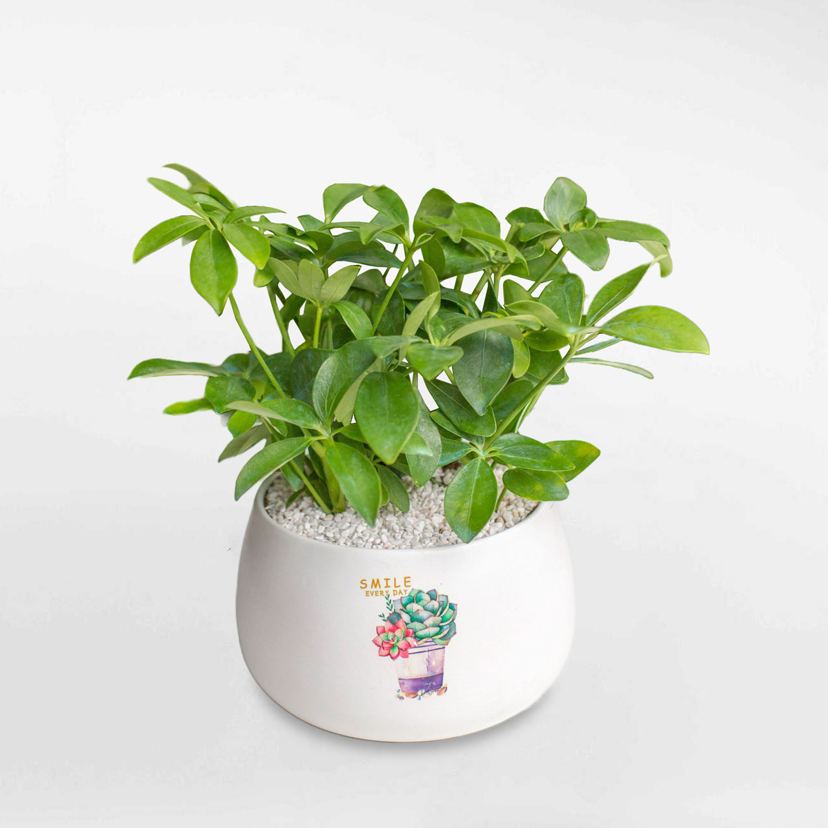 Cây ngũ gia bì xanh mini chậu sứ SCHE004