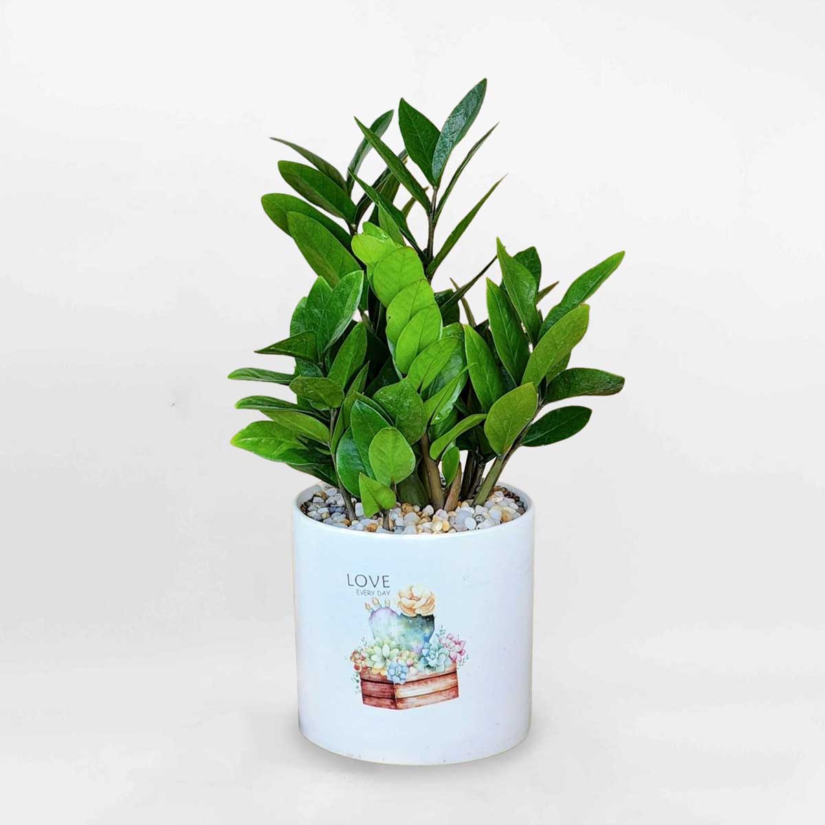 Cây kim tiền nhỏ để bàn chậu sứ ZAMI003