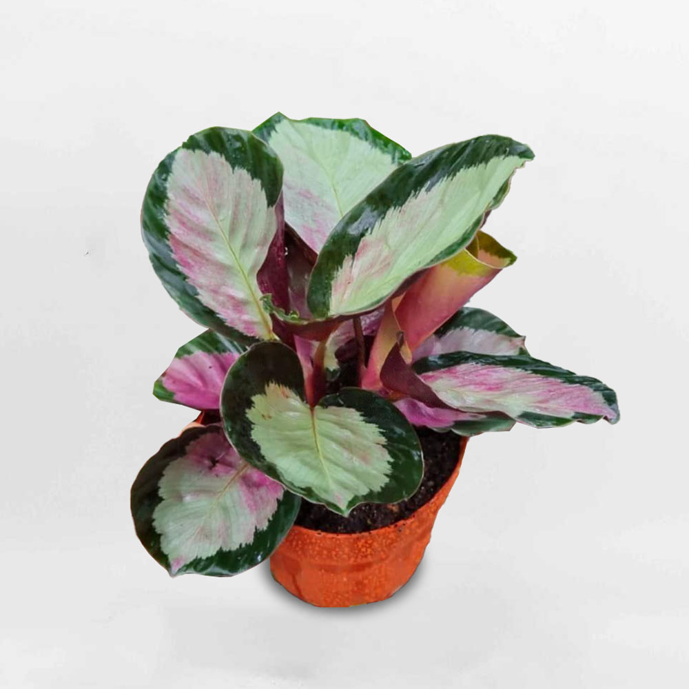 Cây đuôi công Calathea Rosy Thai CATH220