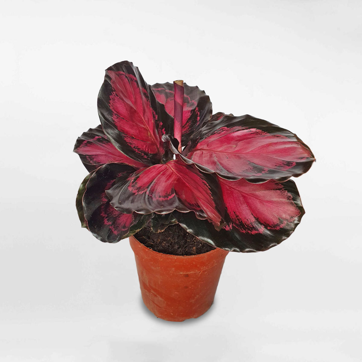 Cây đuôi công hồng Calathea Crimson CATH120