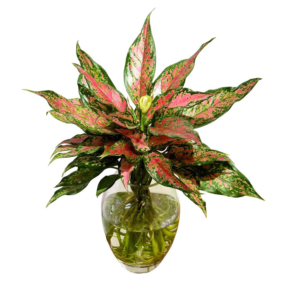 Cây Vạn Lộc Thủy Sinh Aglaonema Lady Valentine