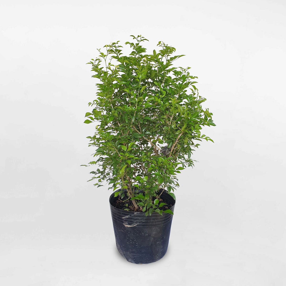 Cây hoa nguyệt quế chậu ươm MURA001