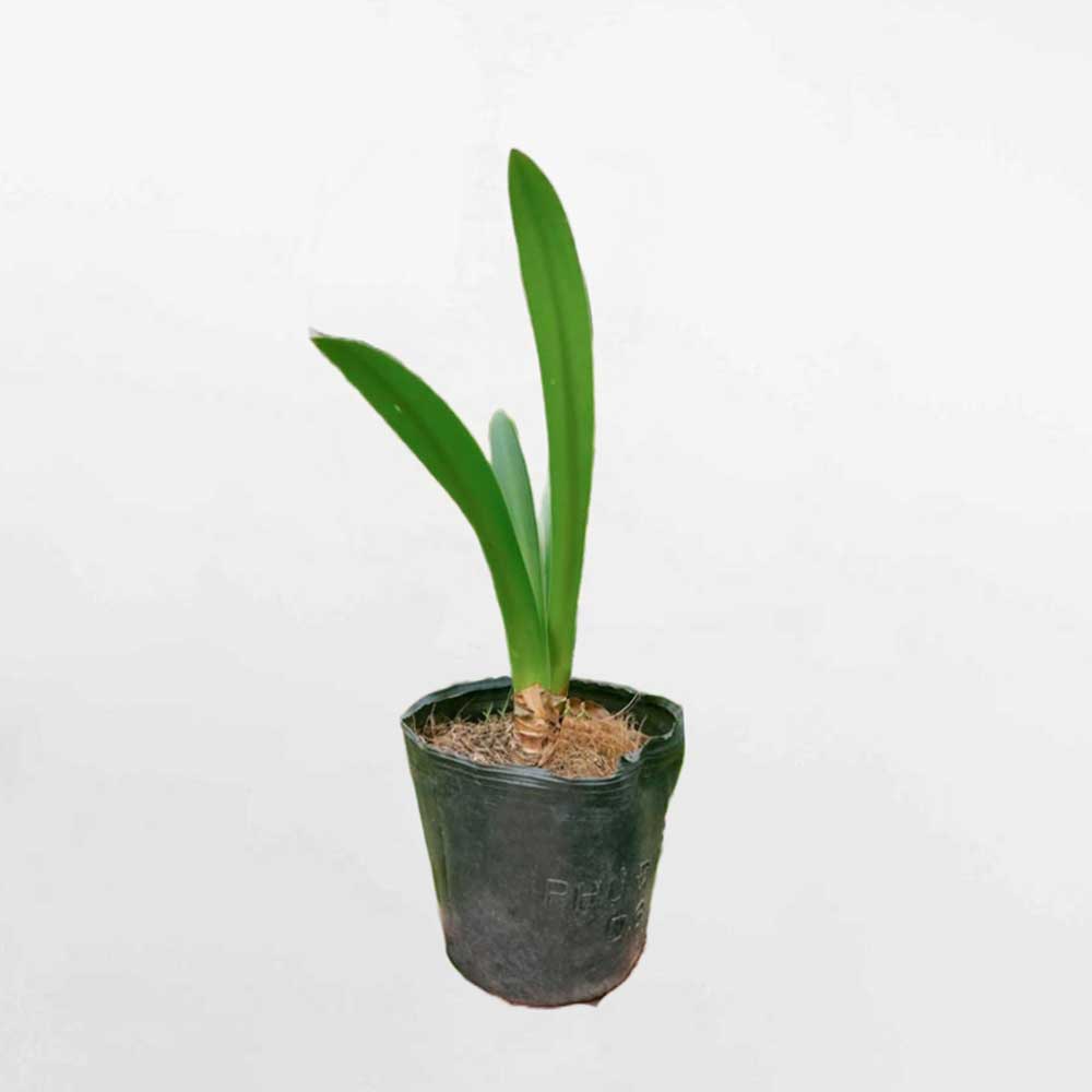 Cây bạch trinh biển chậu ươm nhỏ HYME001