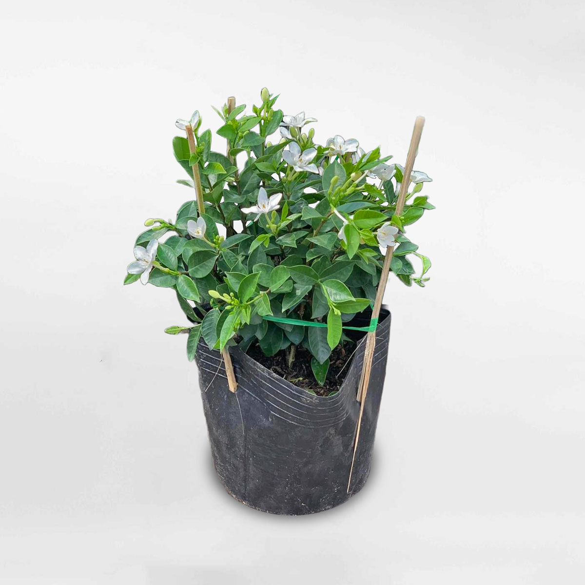 Cây mai chỉ thiên nhỏ chậu ươm WRIG001