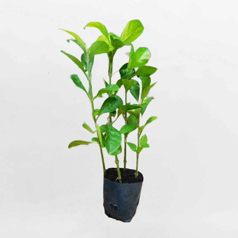 Cây ắc ó trồng hàng rào chậu ươm nhỏ ACAN001