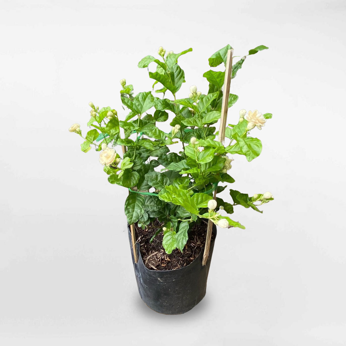 Cây hoa lài ta chậu ươm nhỏ JASM001