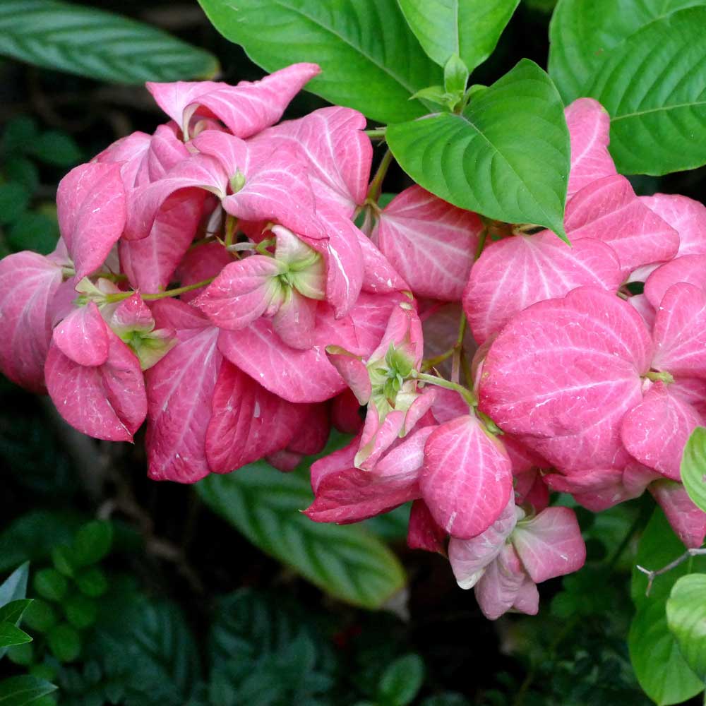 Cây Bướm Hồng