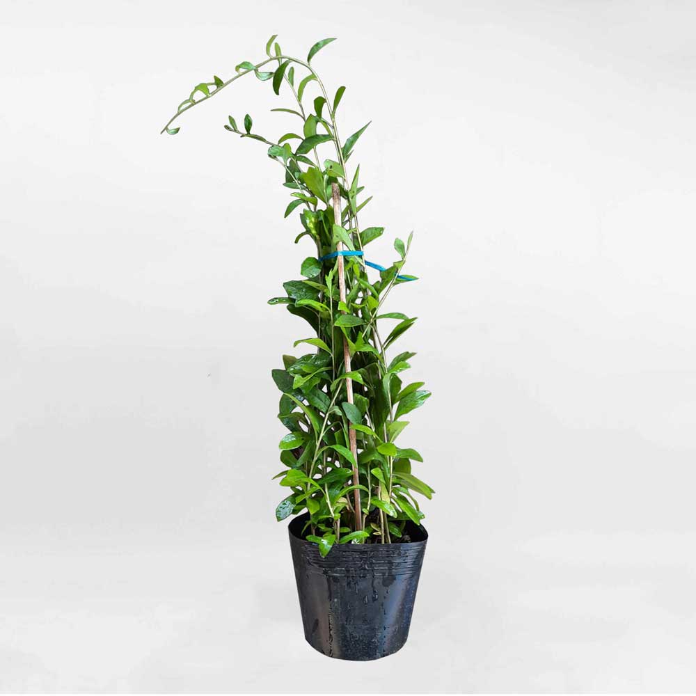 Cây Cúc Tần Ấn Độ Vernonia elliptica
