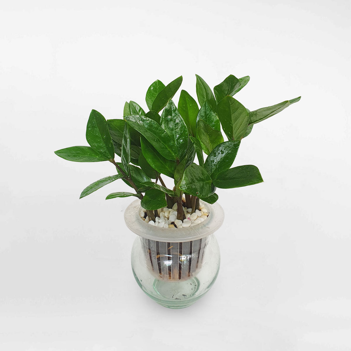 Cây kim tiền thủy sinh để bàn chậu thủy tinh ZAMI006