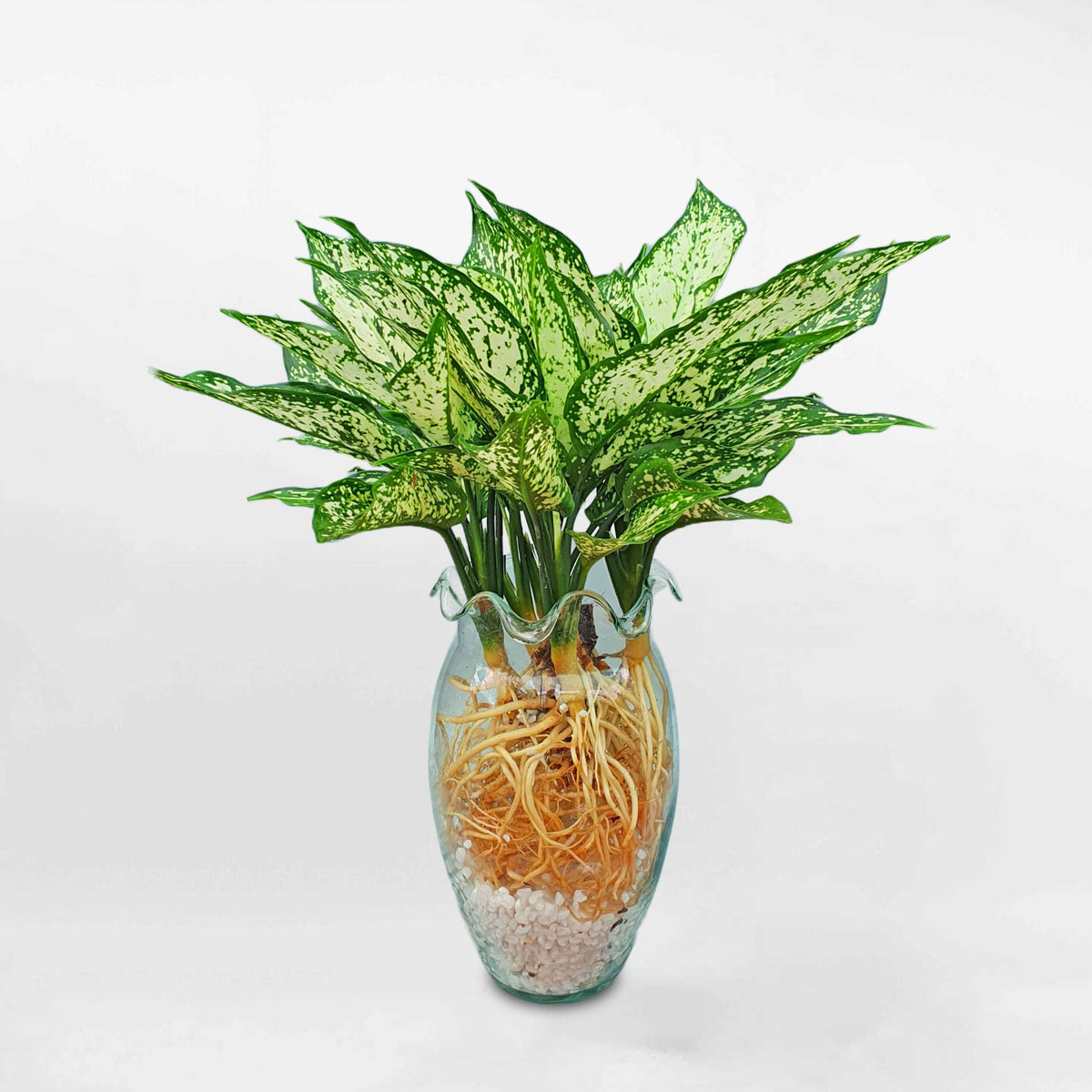 Cây Ngọc Ngân Thủy Sinh Aglaonema Snow White AGLA003