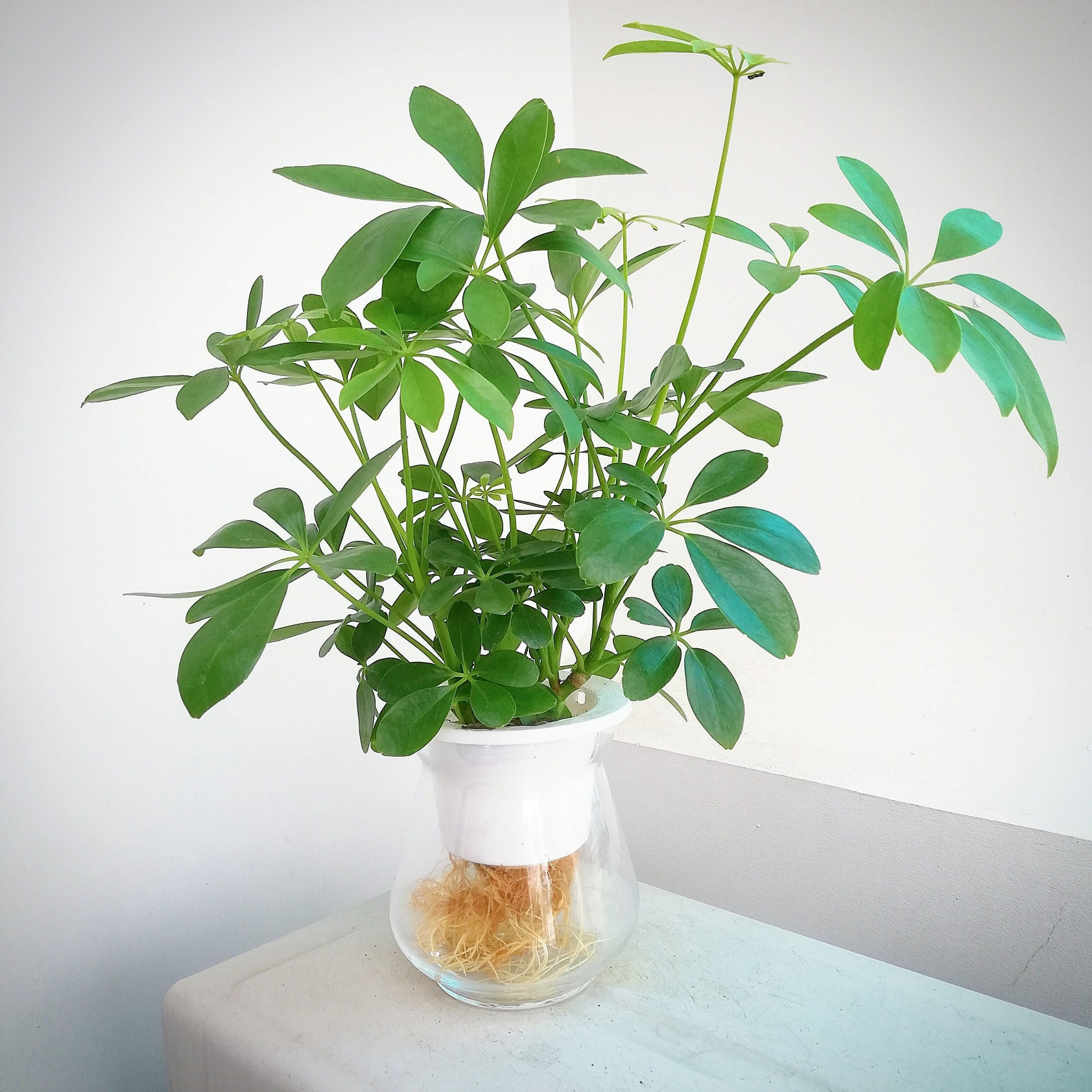 Cây ngũ gia bì thủy sinh để bàn SCHE003