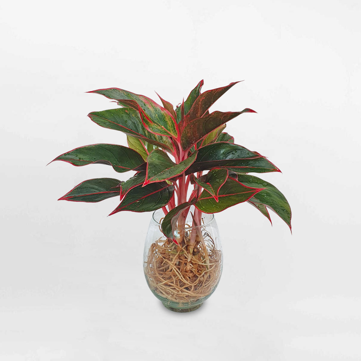 Cây Phú Quý Thủy Sinh Để Bàn Aglaonema ‘Aurora’ chậu thủy tinh AGAU004